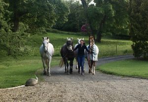 horses walking up the drive at Ballymote Country House B&B
